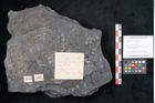 Foto (Objekt + Etikett) von Sigillaria davreuxii Brongniart (NHMW-GEO-2024-0188-11089)
